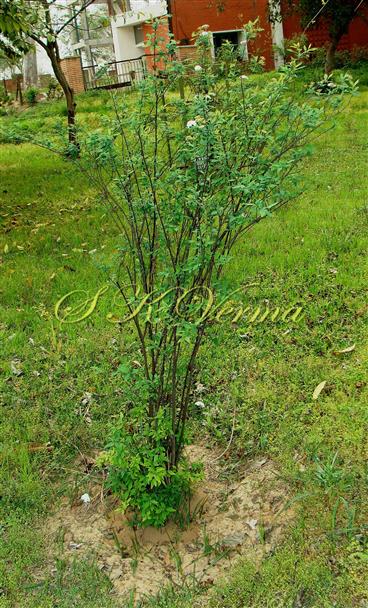  Plant